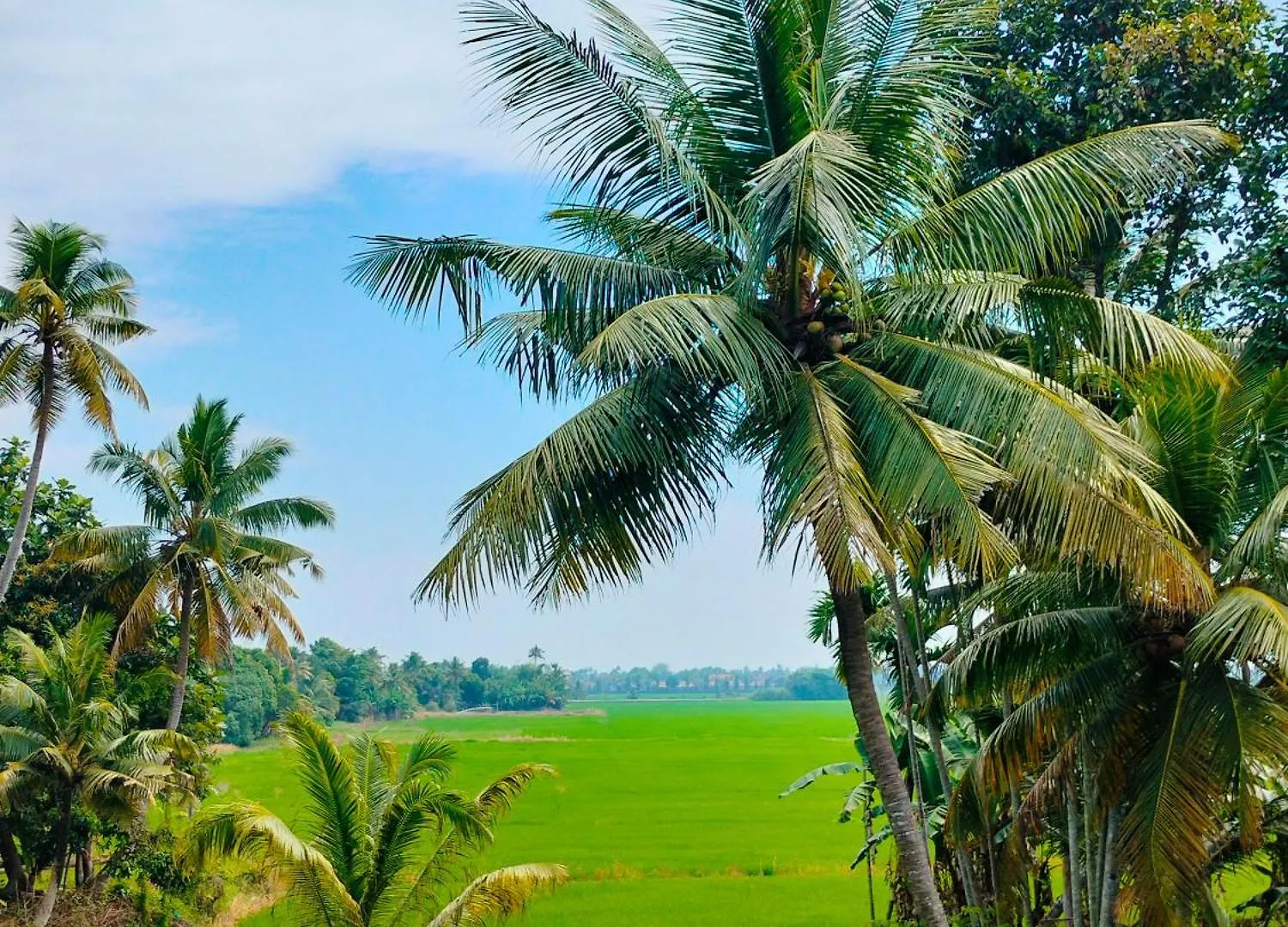 Paddy N Canal Homestay Alappuzha 0*,